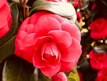 Close-up of pink roses