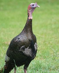 Close-up of a bird on field