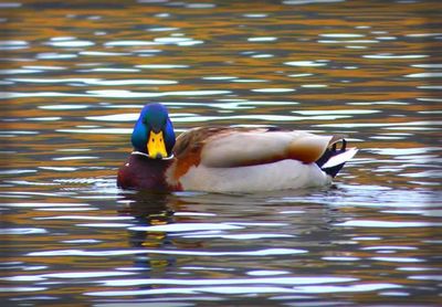 Ducks swimming in lake