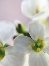 Close-up of fresh flowers blooming outdoors