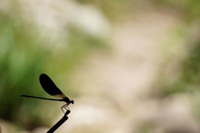 Close-up of dragonfly on plant