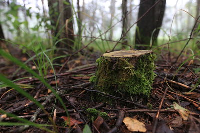 Close-up of moss on tree trunk in forest