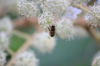 Close-up of bee pollinating on flower