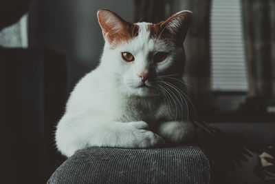Portrait of cat relaxing on sofa at home