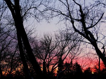 Low angle view of bare trees against sky