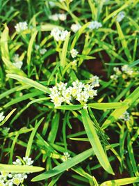 Close-up of plant