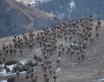 Montana elk making their way over mountain.