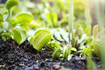 Close-up of plant growing on field
