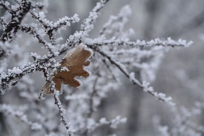 Close-up of frozen leaves on tree during winter