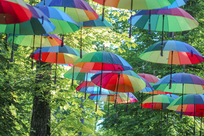 Low angle view of umbrellas hanging on tree