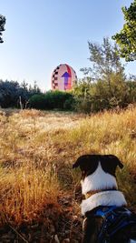 Dog looking away on field