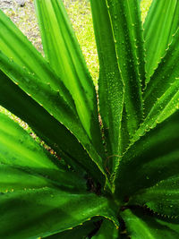 Full frame shot of succulent plant