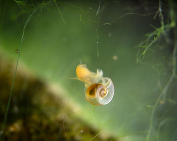 Close-up of fish in water