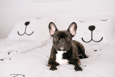 Portrait of french bulldog dog relaxing on bed at home