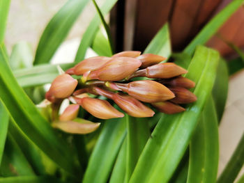 Closeup of orchid buds ready to bloom in winter.