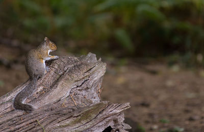 Close-up of squirrel on tree trunk