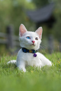 Portrait of a cat on a field