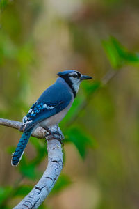 Close-up of bird perching on branch