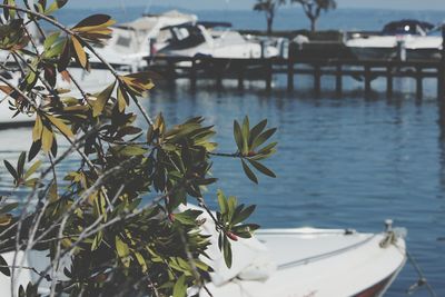 Close-up of flowering plants by boat moored in lake