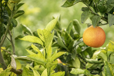 Close-up of oranges growing on tree