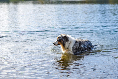 Dog swimming in lake