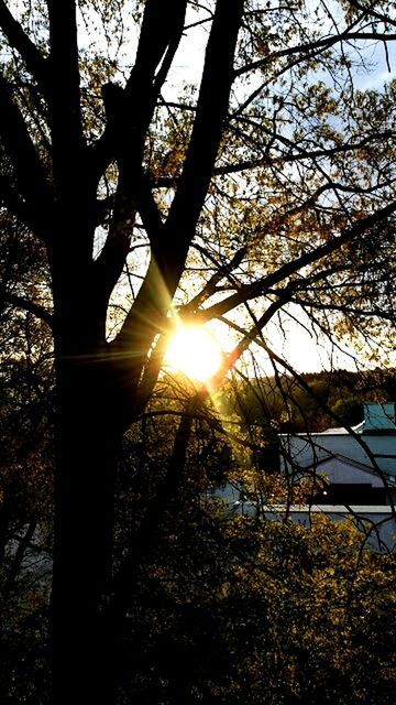 tree, sun, sunbeam, sunlight, lens flare, branch, tree trunk, tranquility, growth, nature, back lit, beauty in nature, sky, sunny, bright, tranquil scene, scenics, low angle view, streaming, sunset