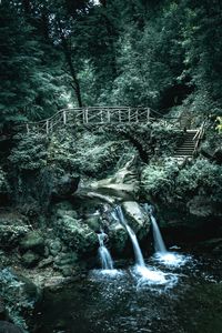 Scenic view of waterfall in forest