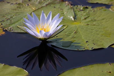 Blue star lotus waterlily with reflection nymphaea nouchali