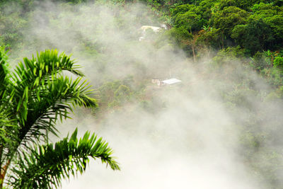 Scenic view of palm trees in forest