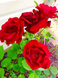 Close-up of red roses blooming outdoors