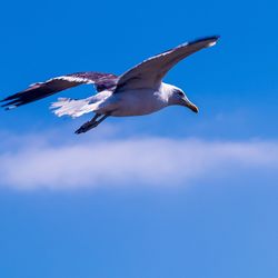 Low angle view of seagull flying