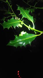 Close-up of green leaf