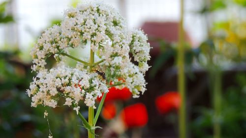 Close-up of white flowering plant