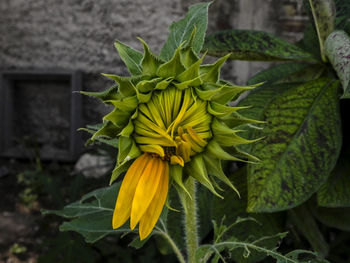 Close-up of yellow flower