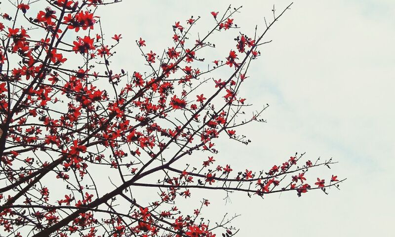 low angle view, branch, tree, growth, red, freshness, nature, beauty in nature, flower, sky, clear sky, leaf, day, fragility, outdoors, twig, pink color, no people, blossom, close-up