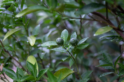 Close-up of wet plant leaves