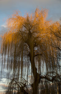 Low angle view of trees against sky