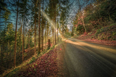 Road amidst trees in forest