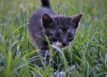 Portrait of kitten in a field