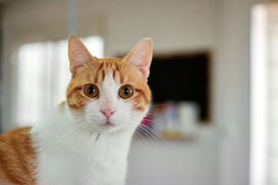 Close-up portrait of a cat