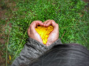 Close-up of man hand holding flower