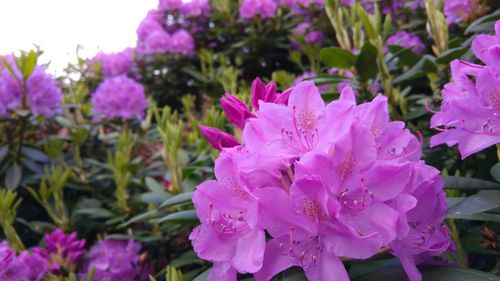 Close-up of pink flowers