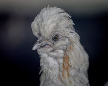 Close-up of white bird against black background