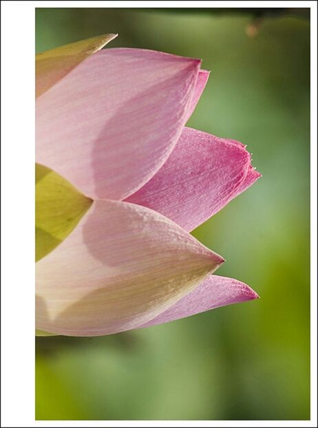 transfer print, flower, auto post production filter, petal, freshness, fragility, close-up, growth, flower head, beauty in nature, pink color, nature, focus on foreground, leaf, single flower, plant, blooming, selective focus, in bloom, day