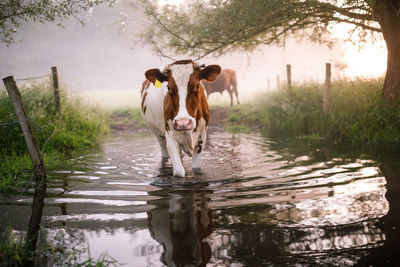 View of cow walking in water