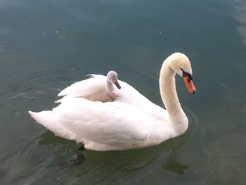 Swan floating on lake