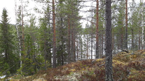 Trees in forest