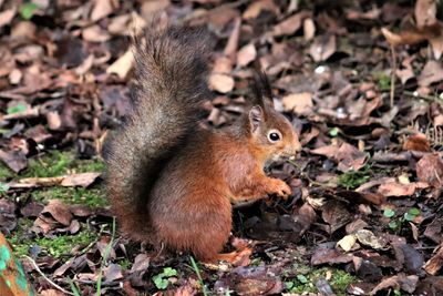 Close-up of squirrel on rock