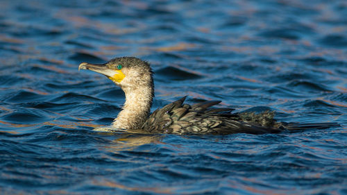 Close-up of bird swimming in water