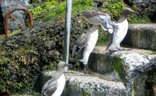 Bird in water